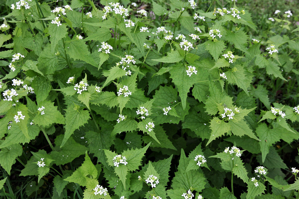 0536 Alliaria comune 06