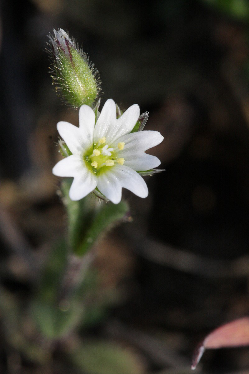 0729 Peverina glutinosa 04