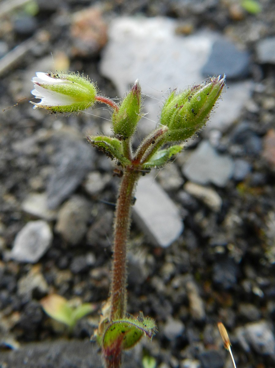 0729 Peverina glutinosa 05