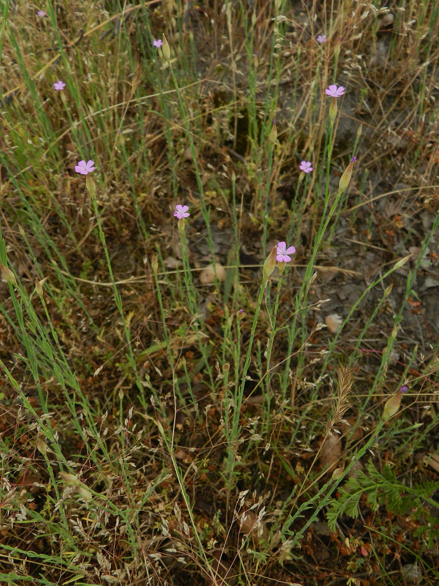 0757 Garofanina annuale 01