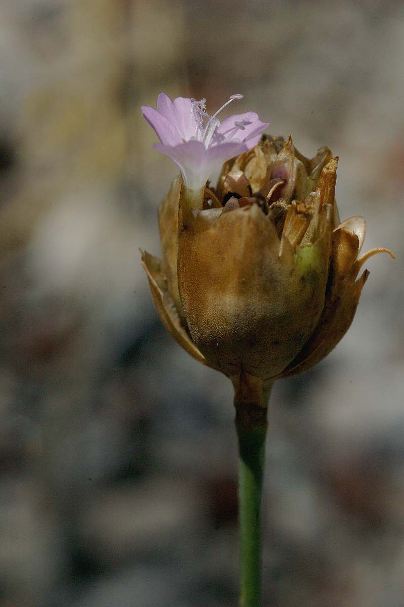 0757 Garofanina annuale 04