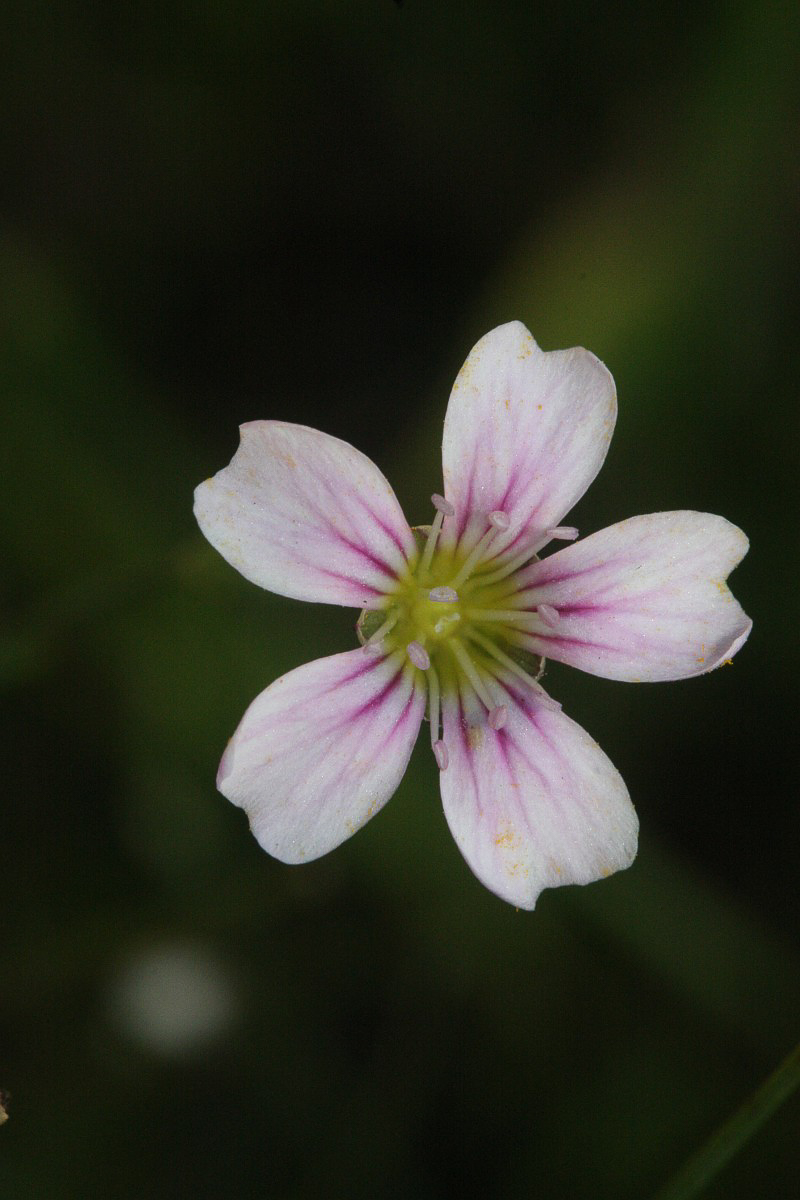 0764 Garofanina spaccasassi 04