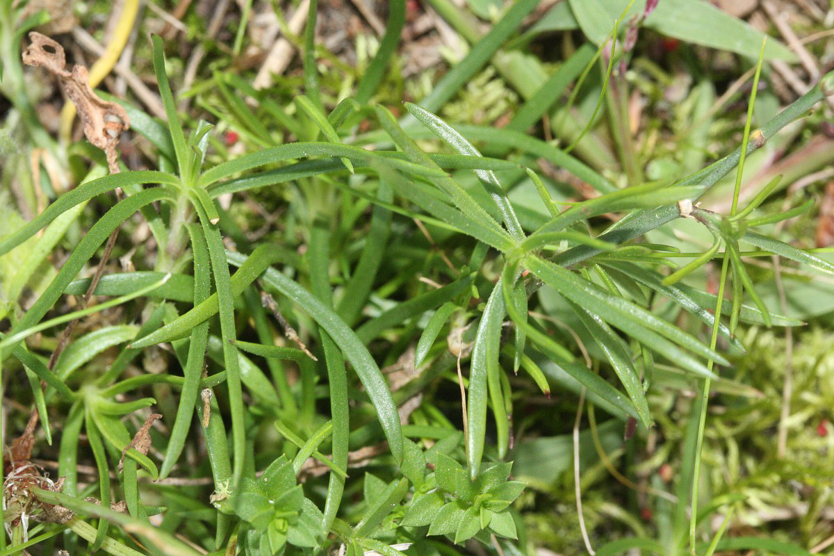 0764 Garofanina spaccasassi 05