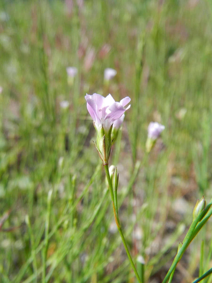 0764 Garofanina spaccasassi 06