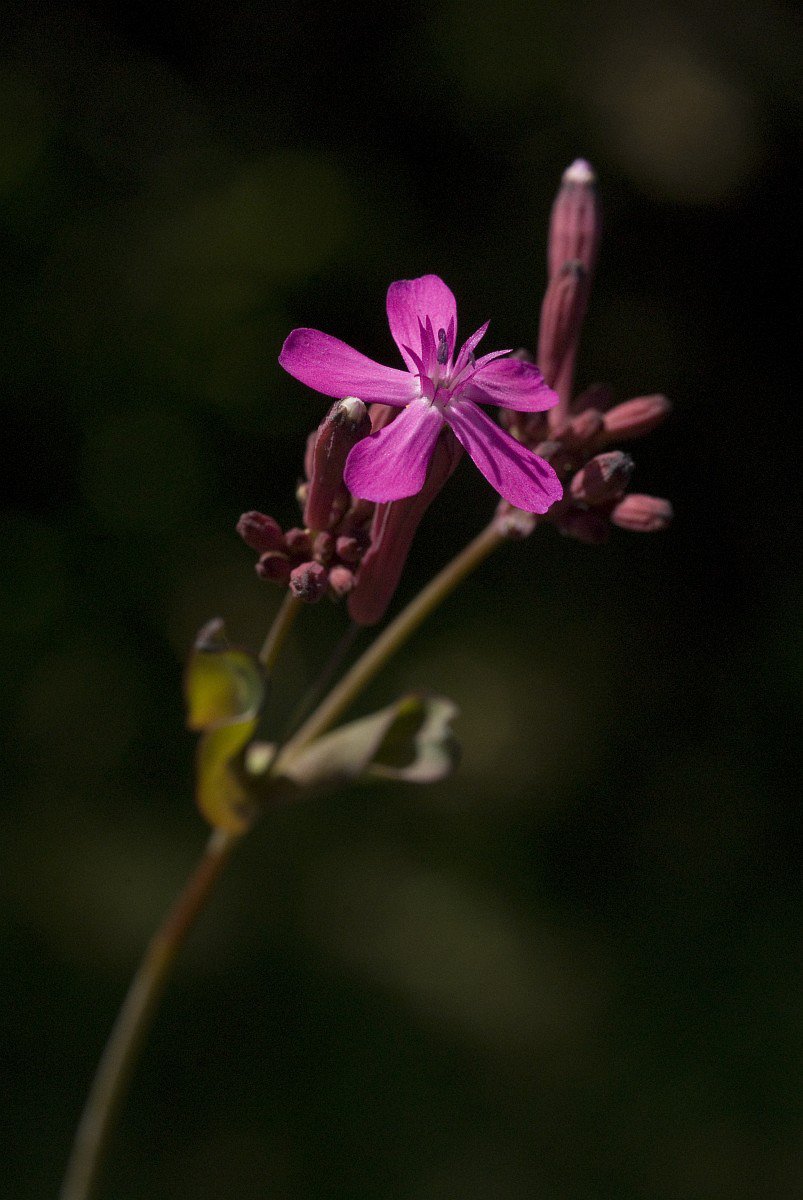 0801 Silene mazzetti 04