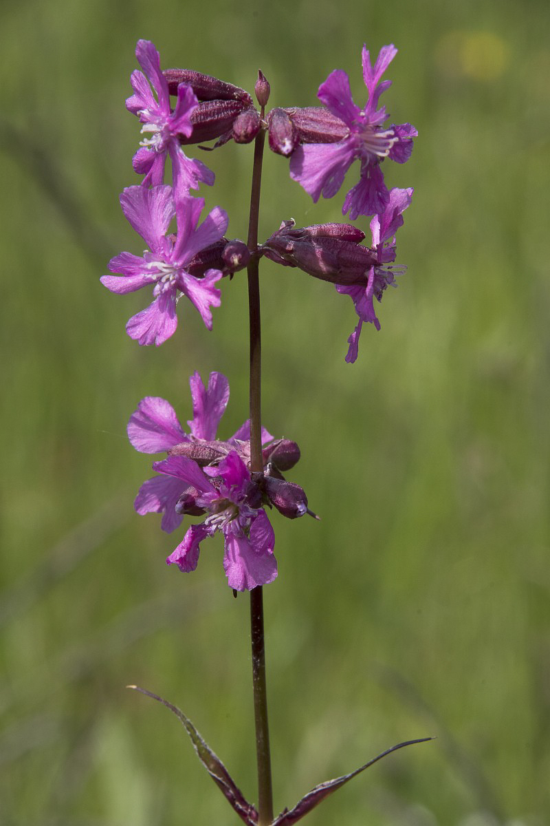 0801 Silene mazzetti 05