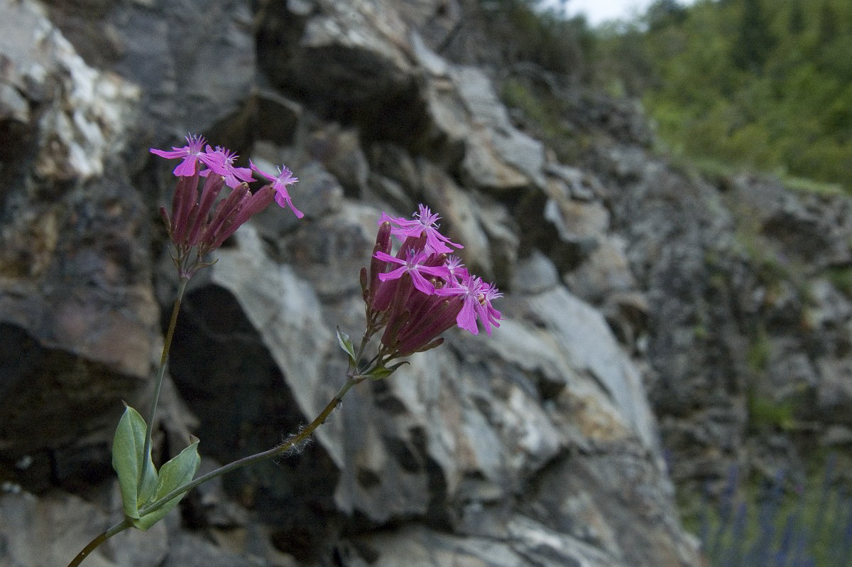 0801 Silene mazzetti 06