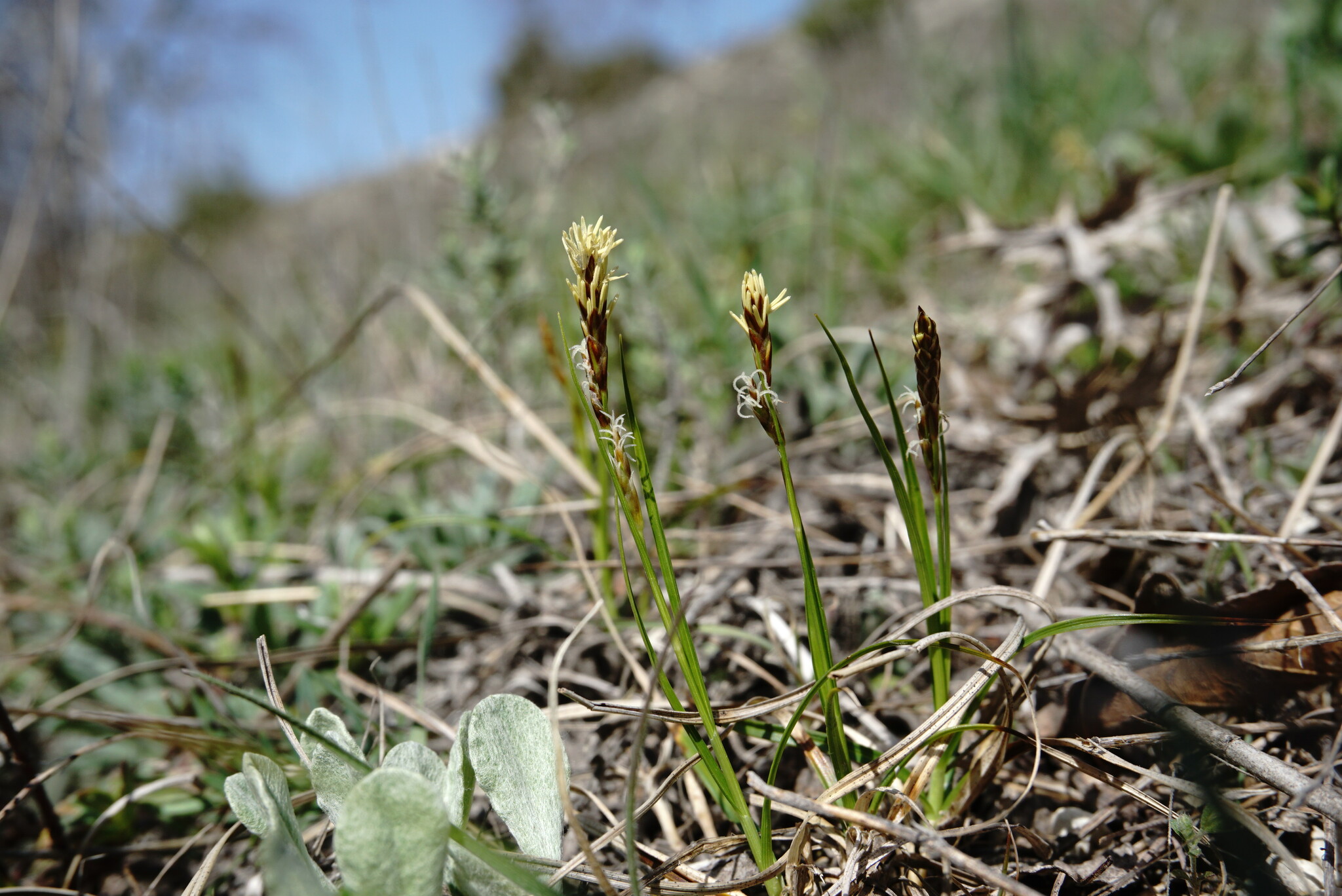 1022 Carice lustra 01