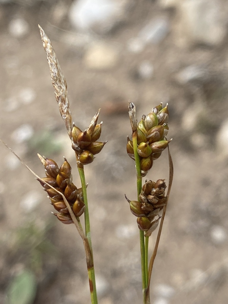 1022 Carice lustra 04