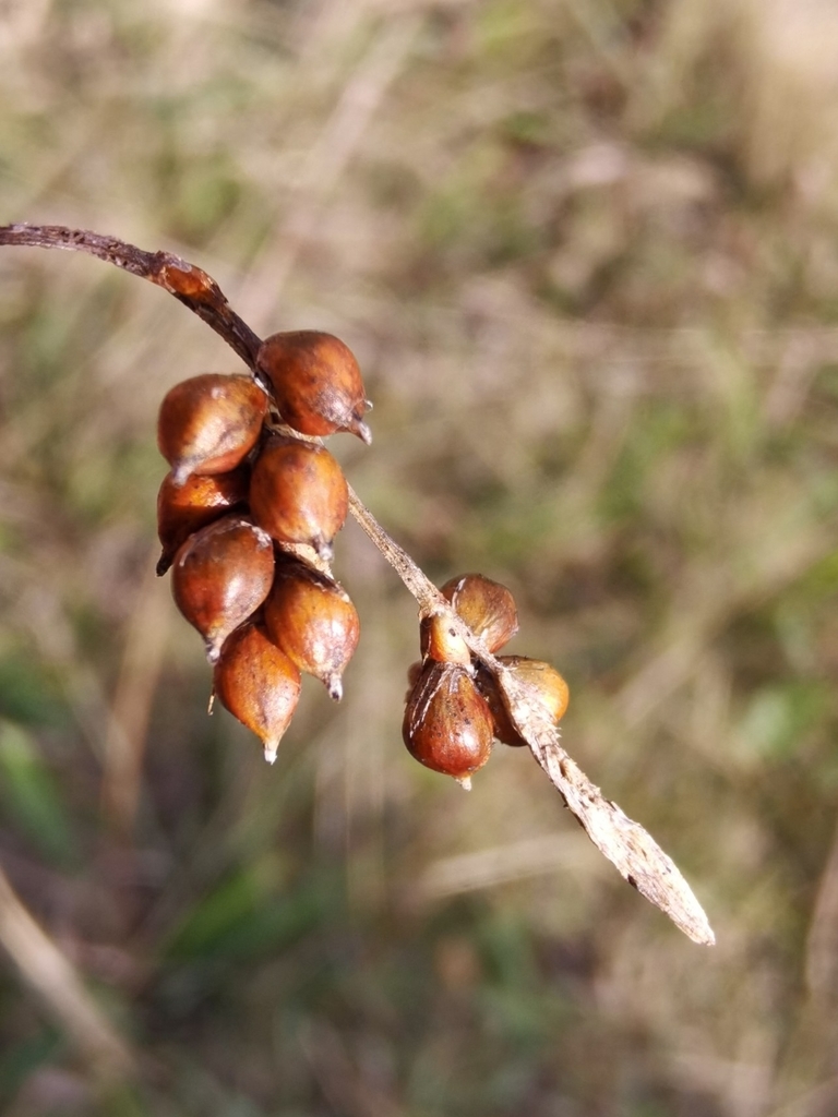 1022 Carice lustra 05