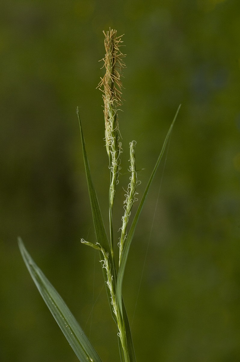 1043 Carice selve 05