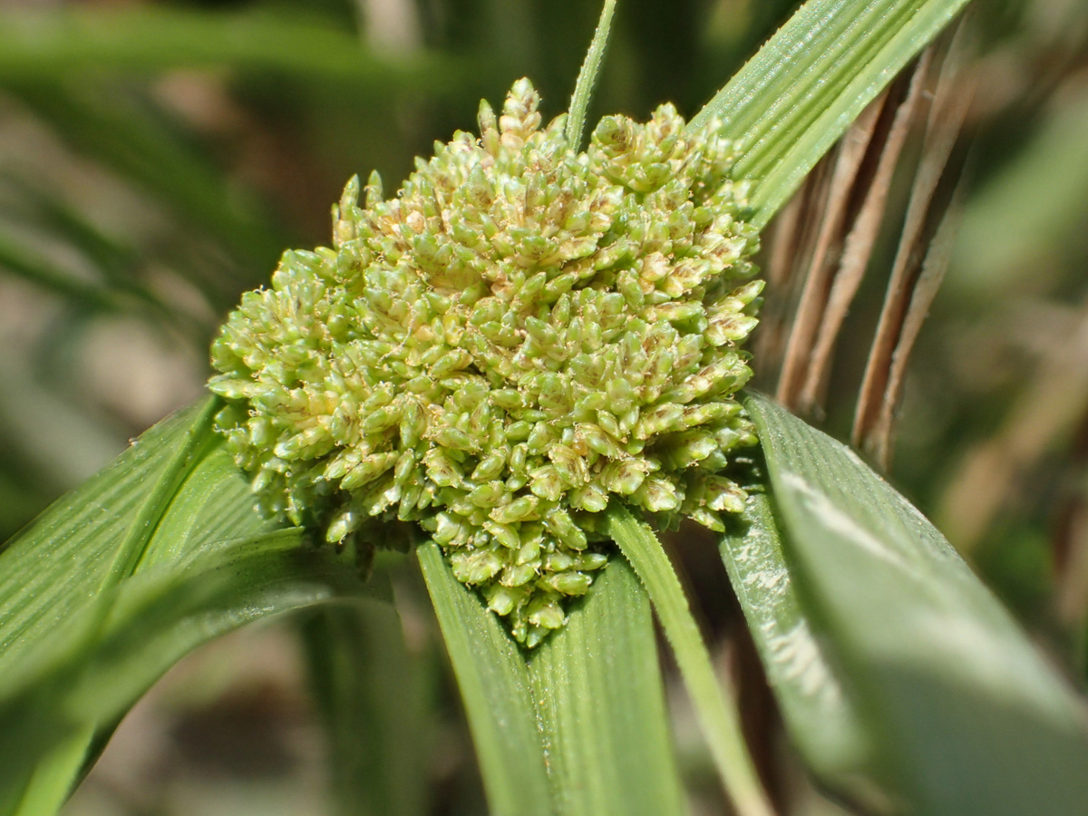 1069 Zigolo risaie 04