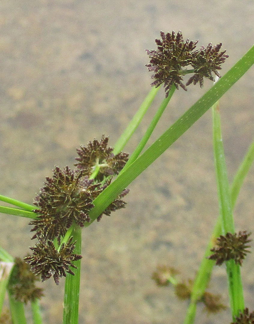 1069 Zigolo risaie 05