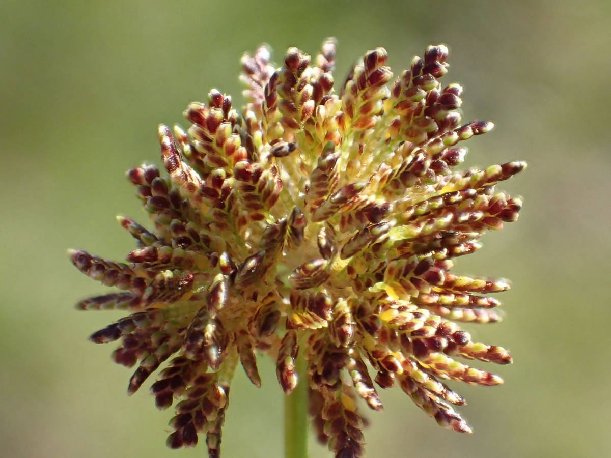 1069 Zigolo risaie 06