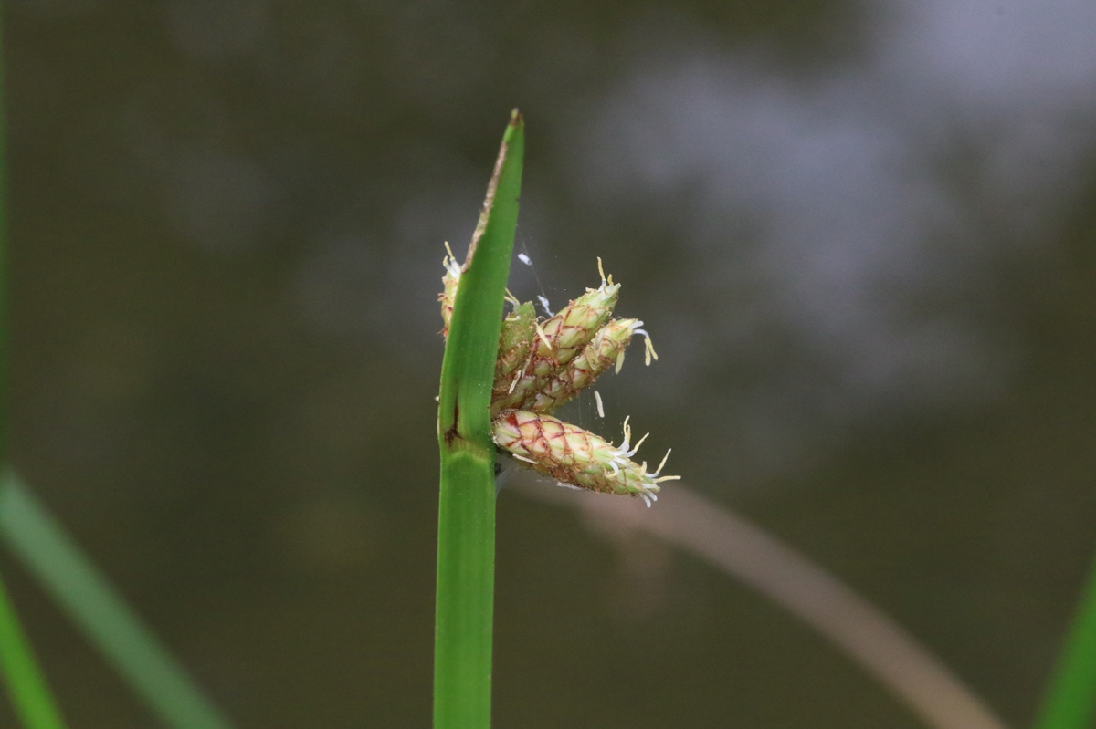 1096 Lisca mucronata 04