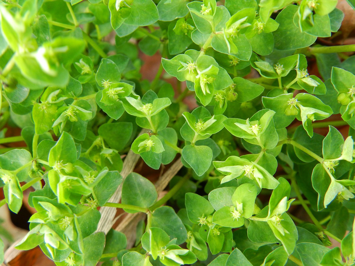 1181 Euforbia minore 04