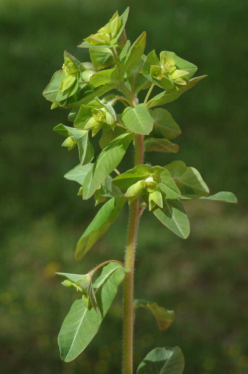 1181 Euforbia minore 05