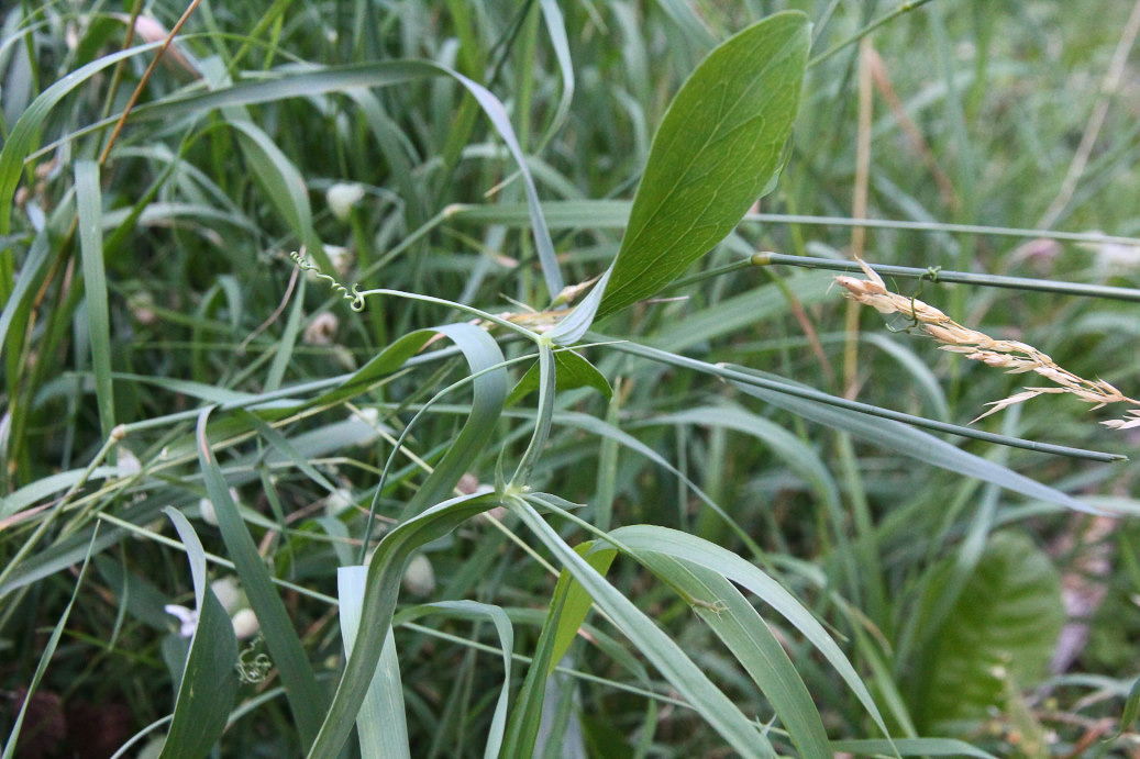 1230 Cicerchia silvestre 04