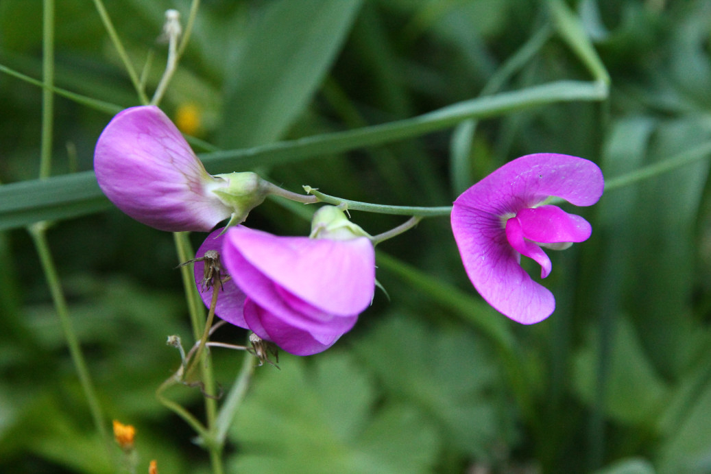 1230 Cicerchia silvestre 06