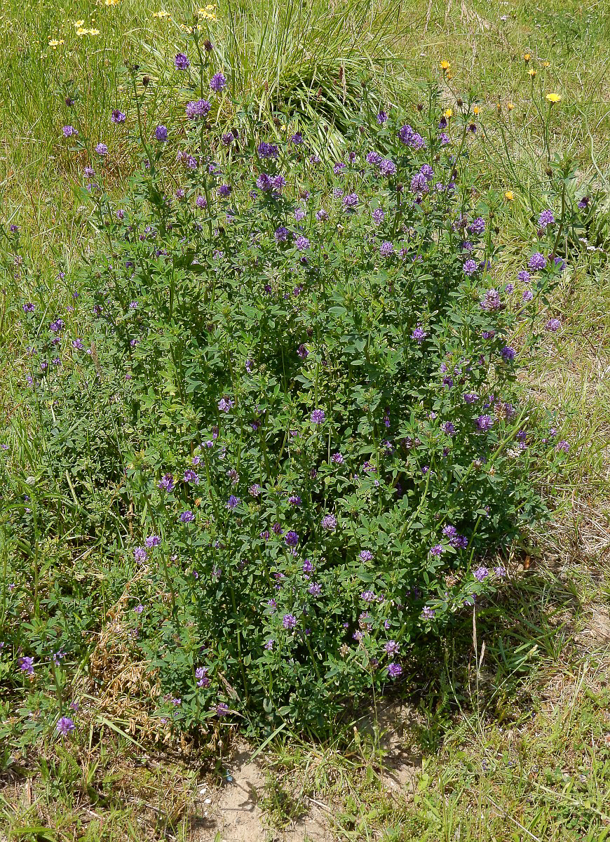 1255 Erba medica 01
