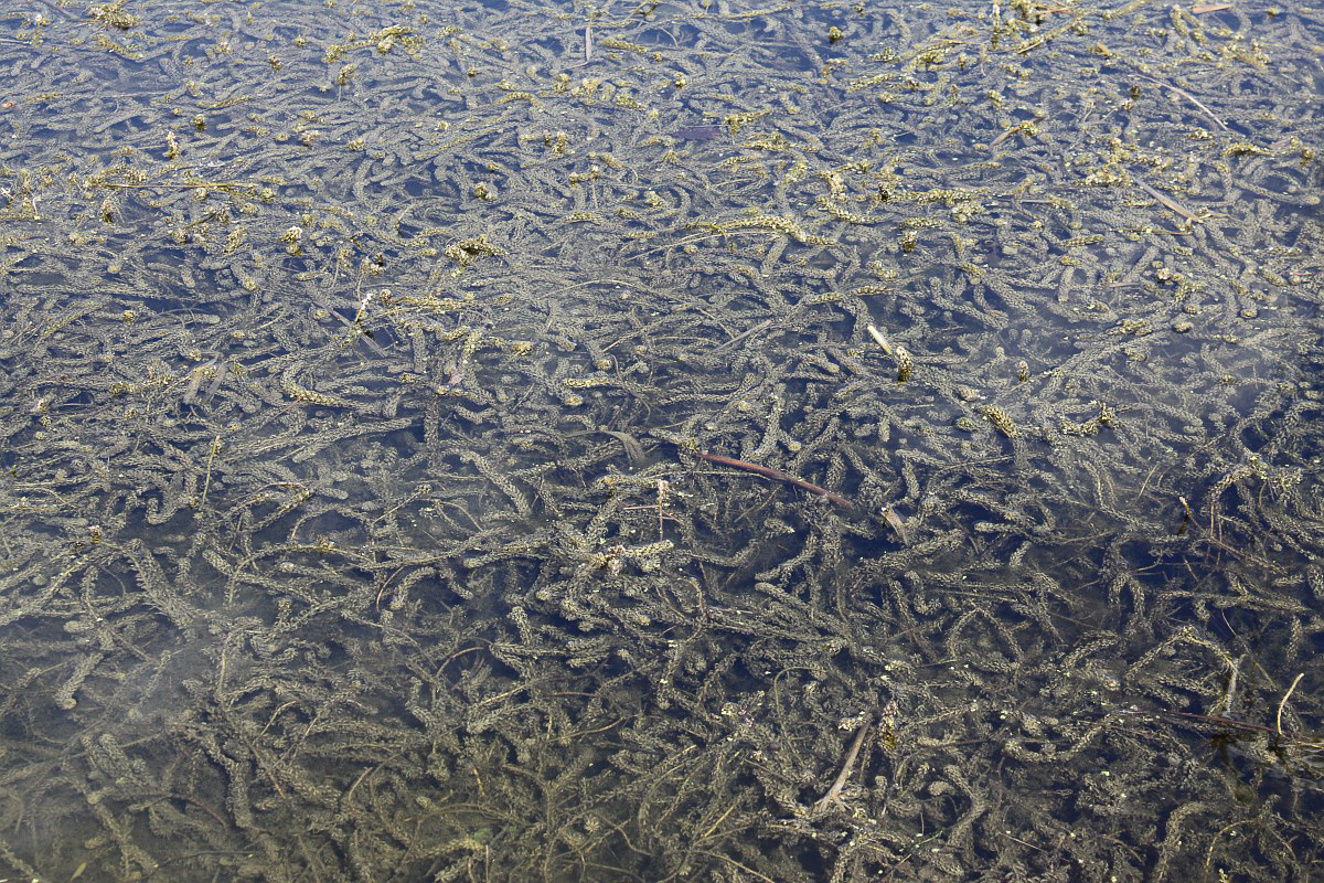 1449 Peste acqua arricciata 01