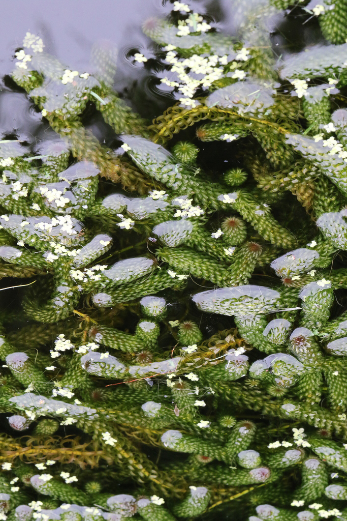 1449 Peste acqua arricciata 05