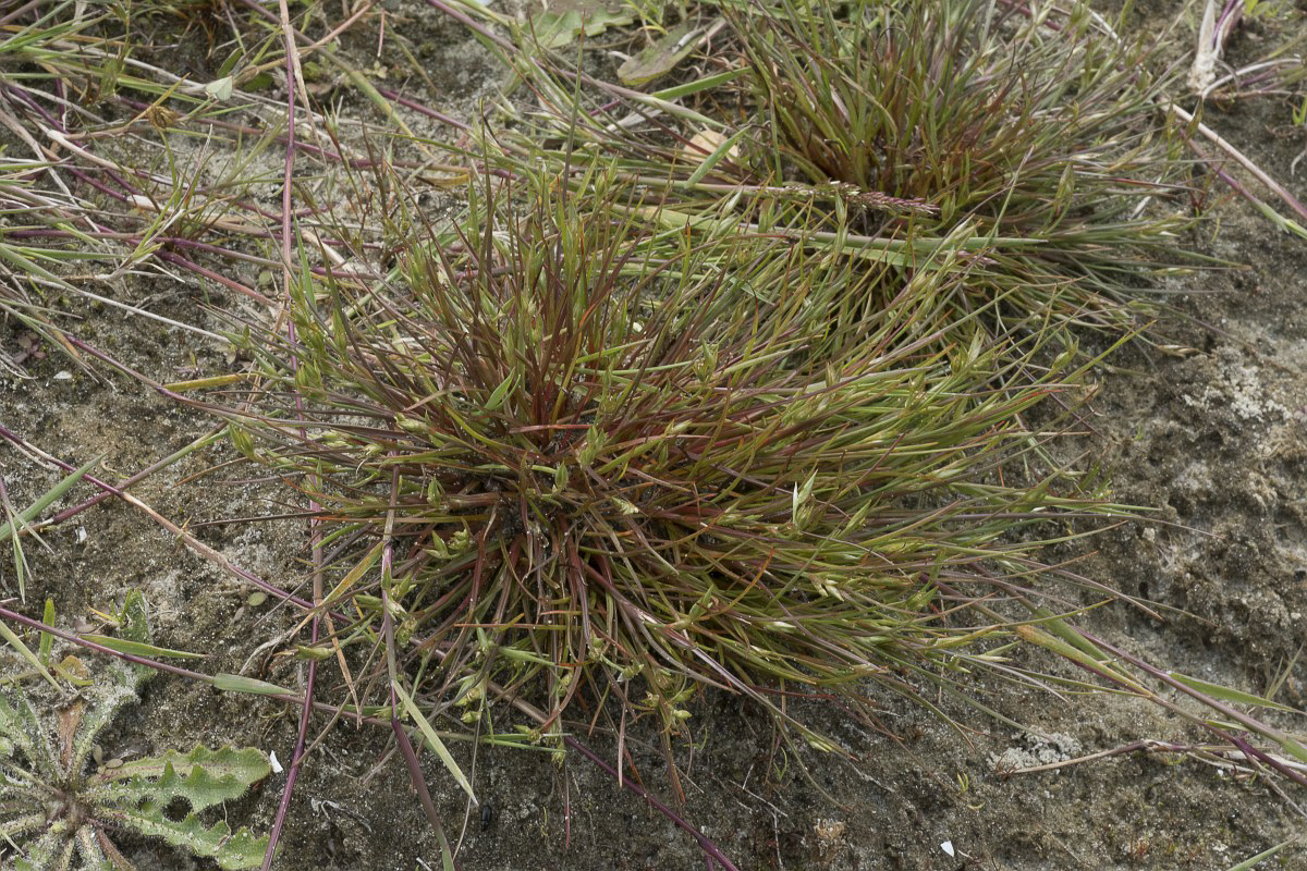 1476 Giunco rospi 01