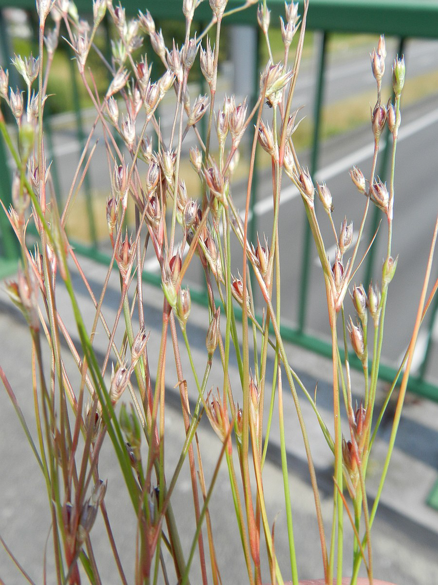 1476 Giunco rospi 06