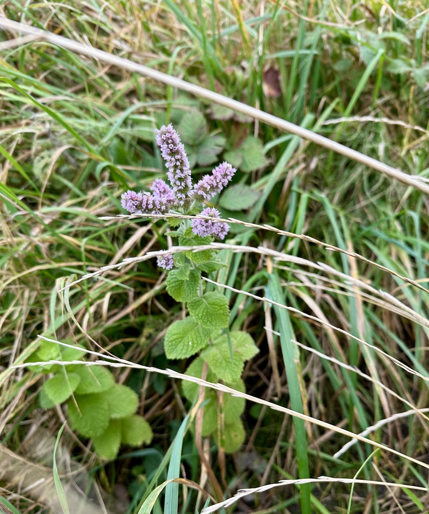 1588 Mentha x villosa 05