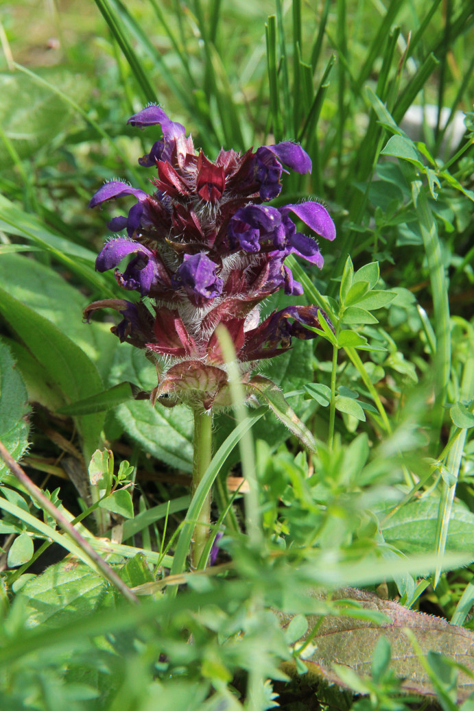 1597 Brunella comune 04