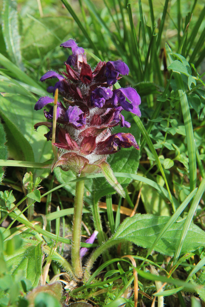 1597 Brunella comune 05