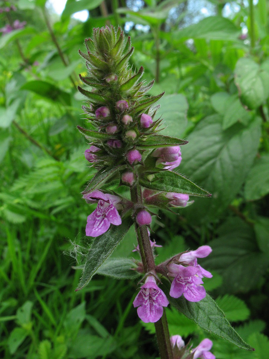 1644 Stregona palustre 06