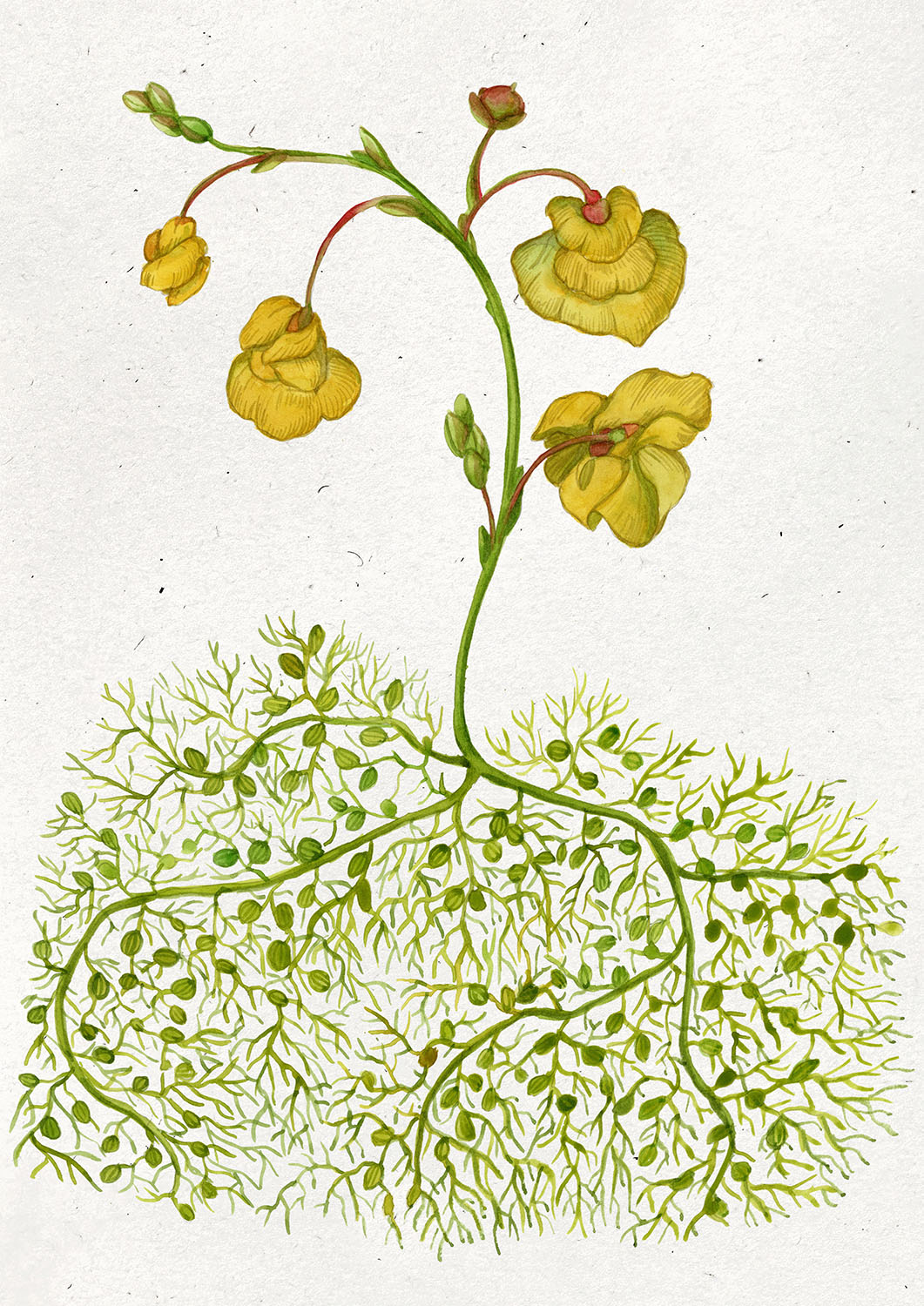 1675 Utricolaria comune 03