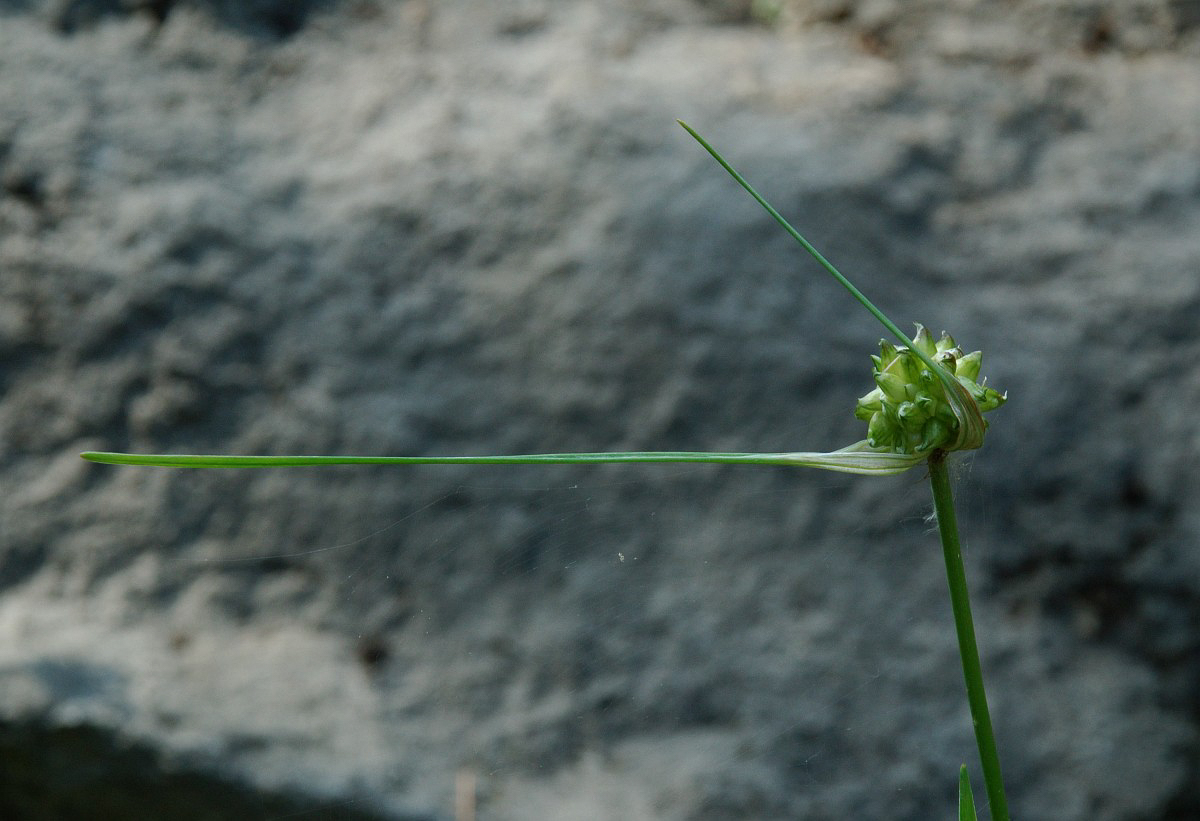 1712 Aglio selvatico 05