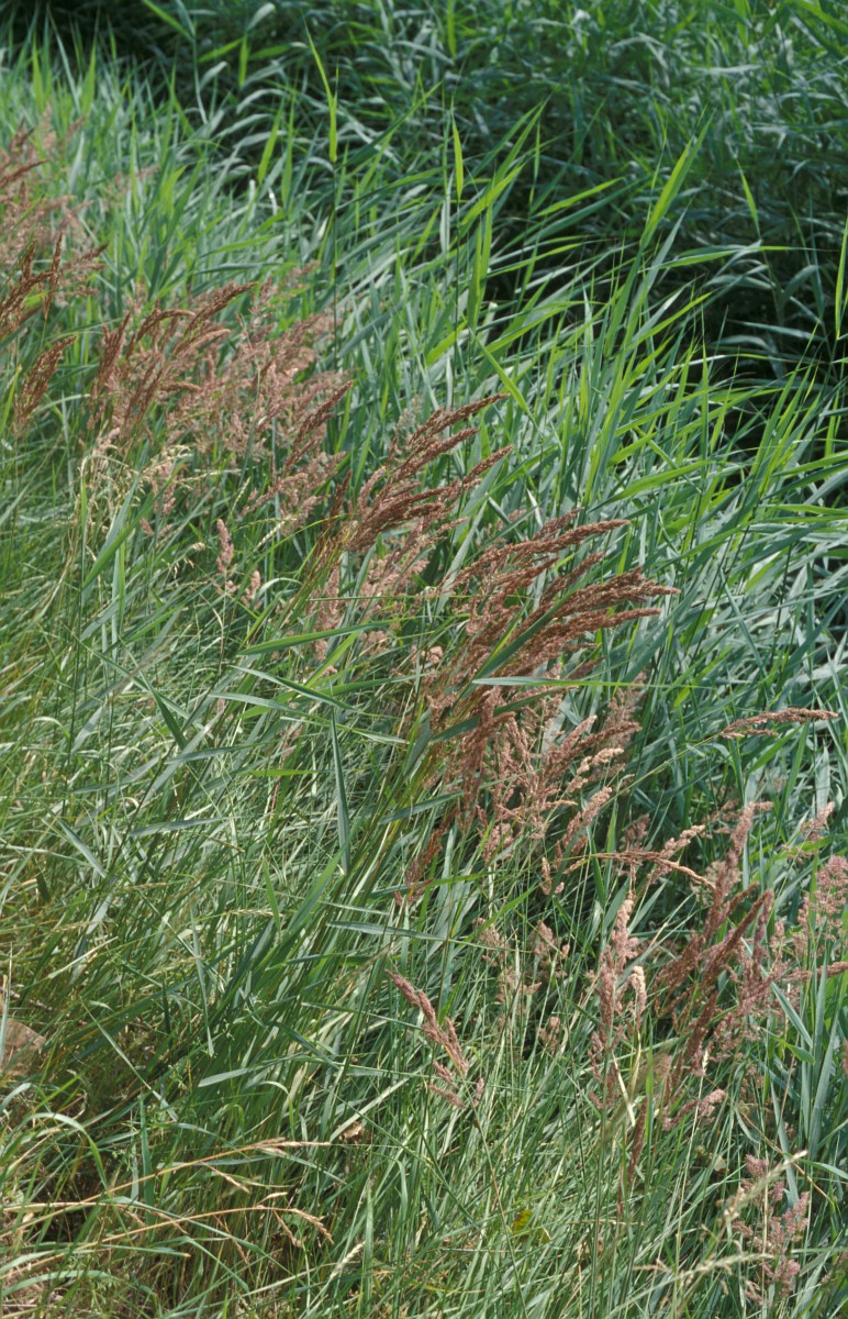 1981 Calamagrostis canescens 01