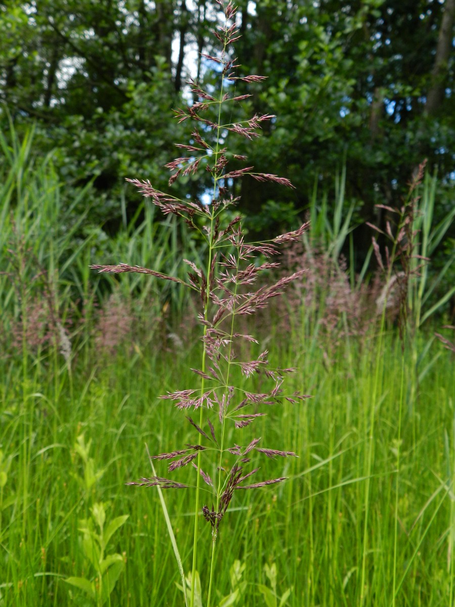 1981 Calamagrostis canescens 04