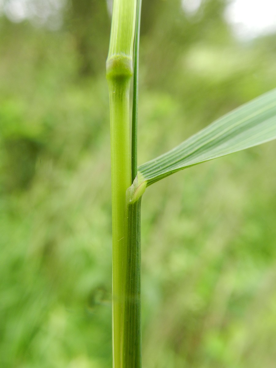 1981 Calamagrostis canescens 06