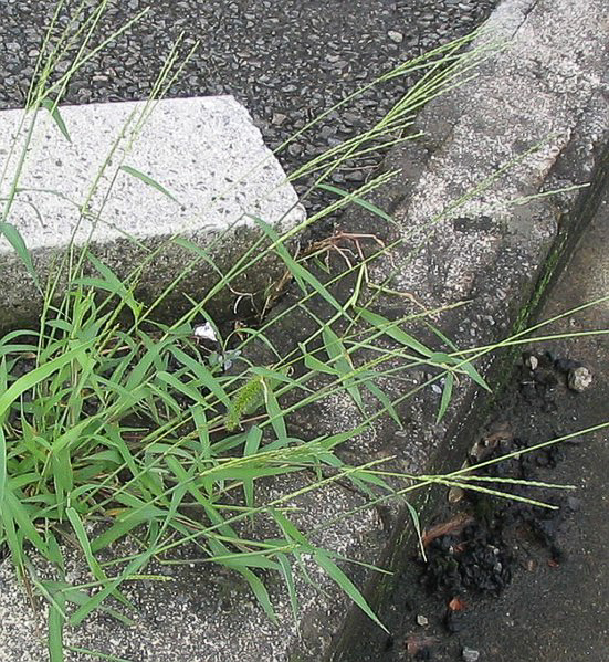 1986 Digitaria ciliaris 01