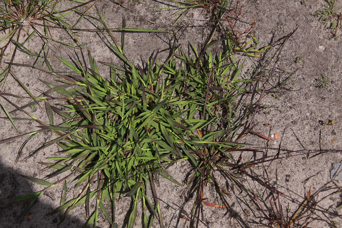 1997 Digitaria ischaemum 01