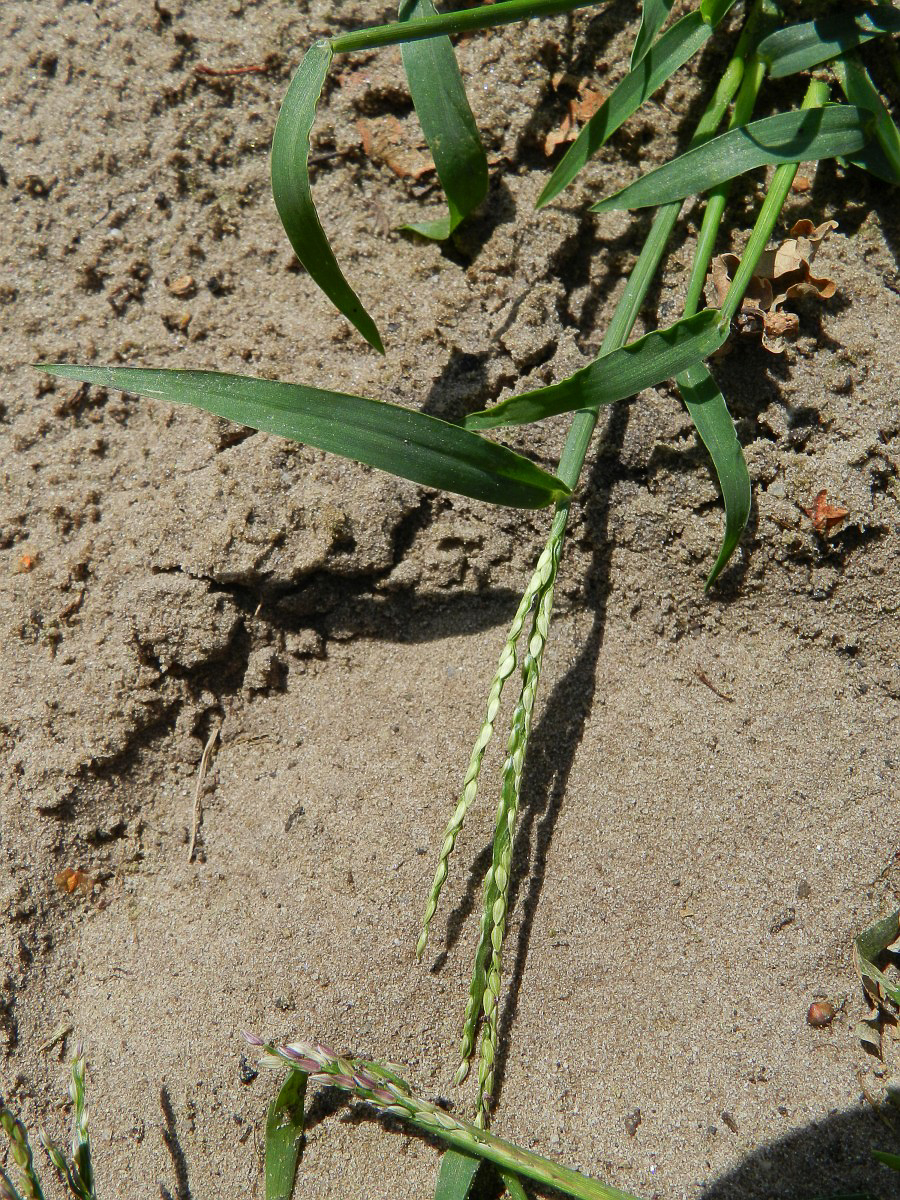 1997 Digitaria ischaemum 04