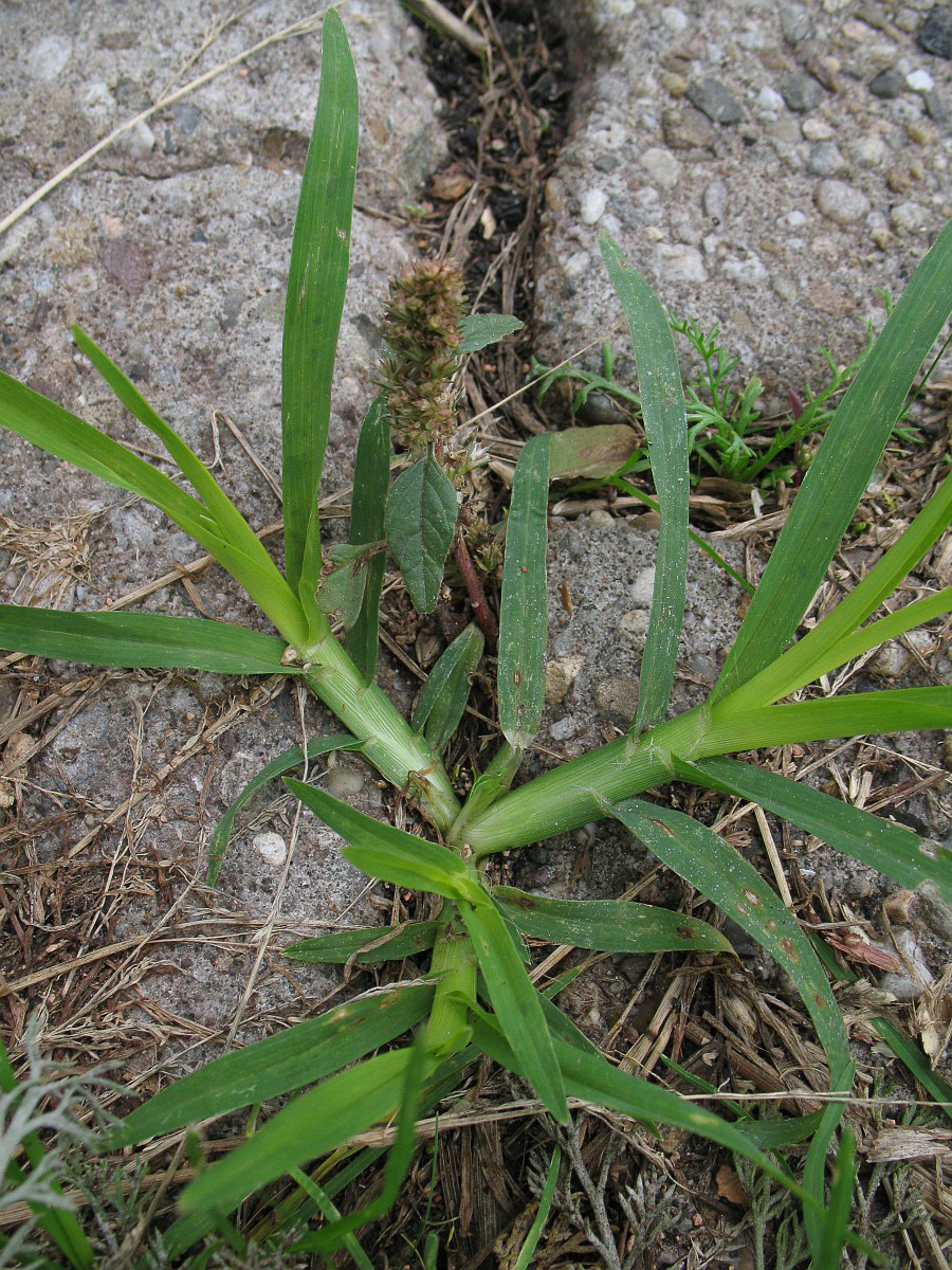 2008 Gramigna indiana 01