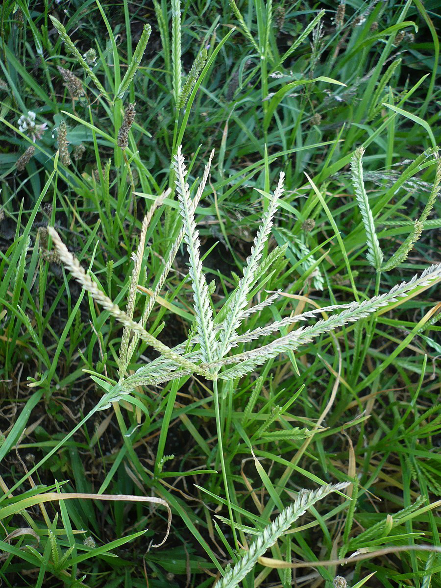 2008 Gramigna indiana 04