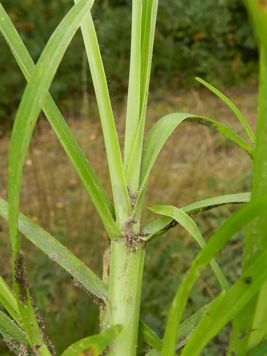 2008 Gramigna indiana 05