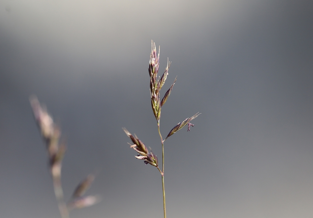 2014 Festuca di Haller 04