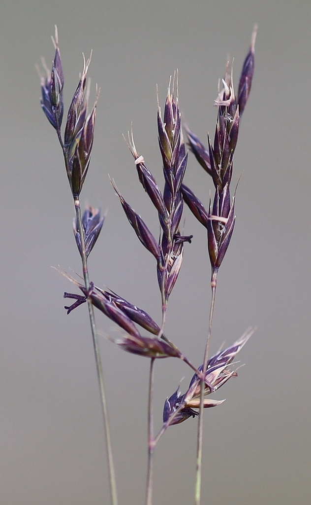 2014 Festuca di Haller 05