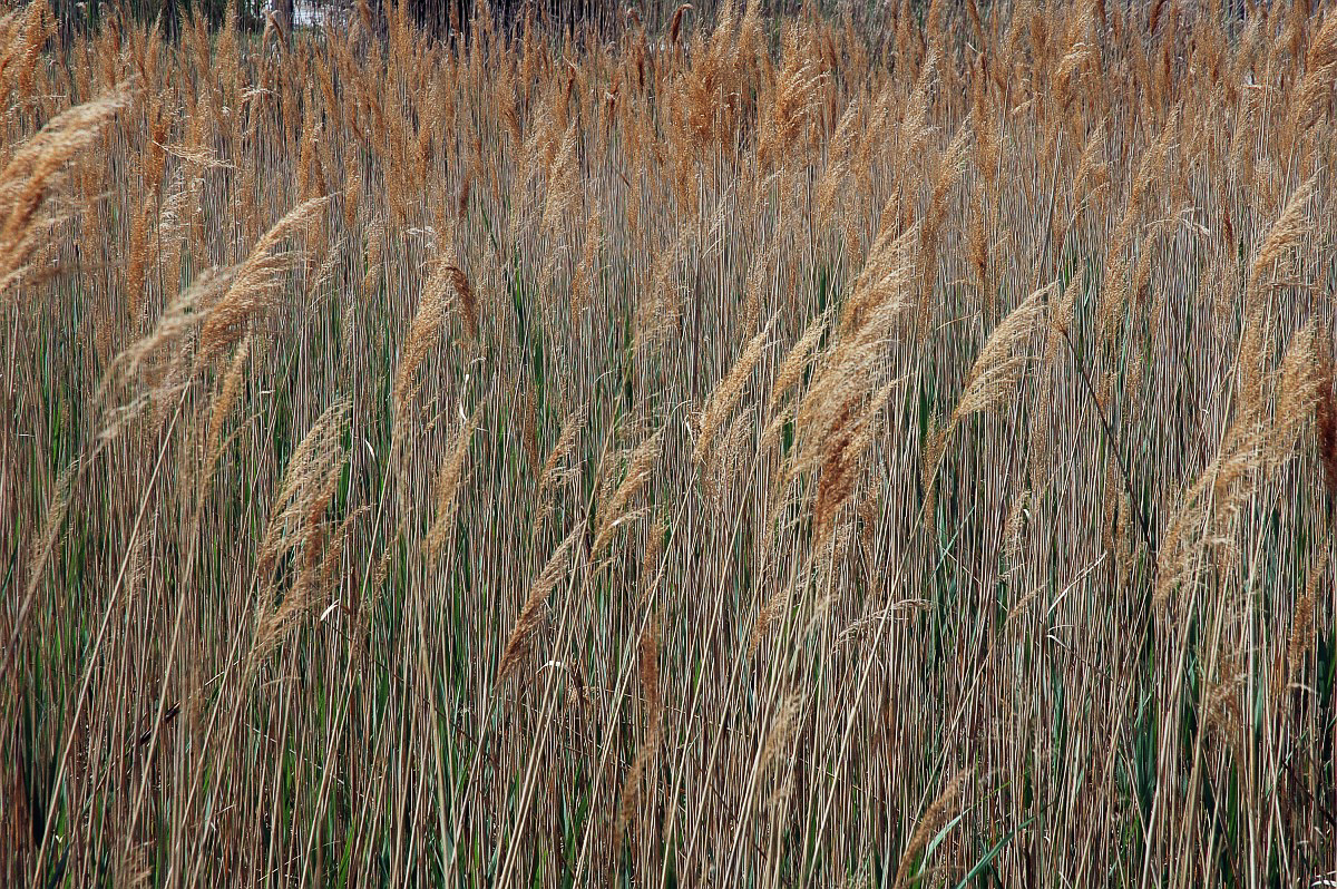 2056 Cannuccia palude 05