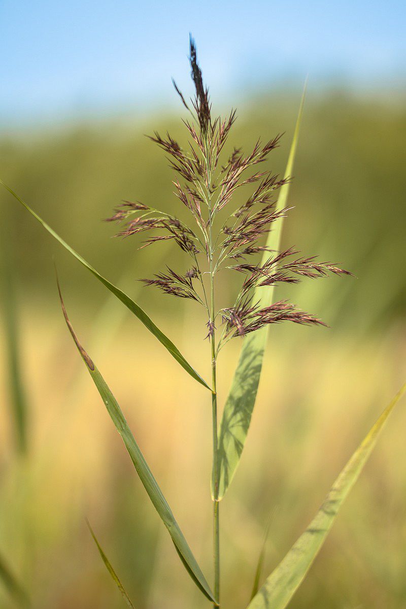 2056 Cannuccia palude 07