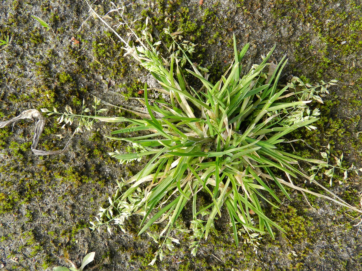 2067 Fienarola annuale 01