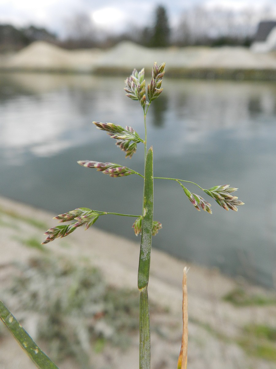 2067 Fienarola annuale 04