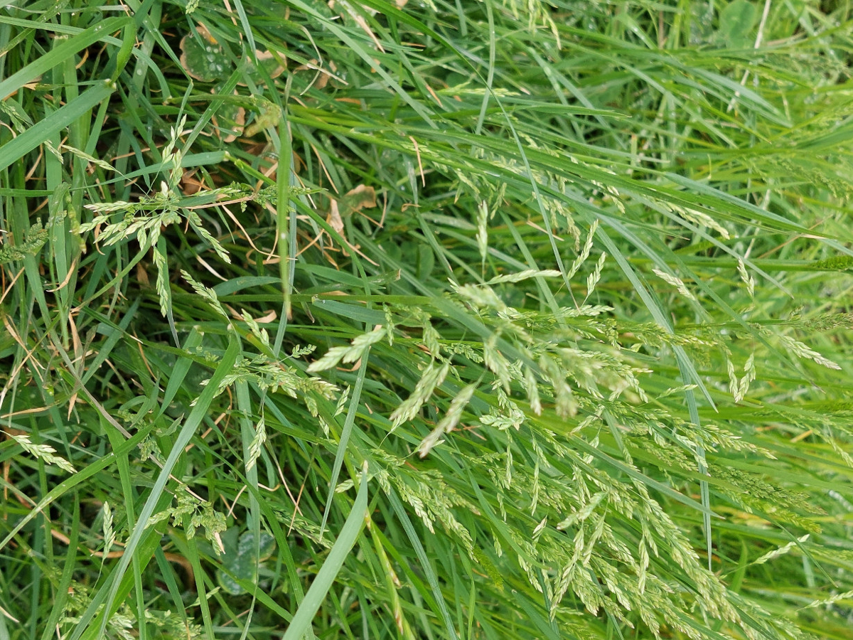 2081 Fienarola comune 01